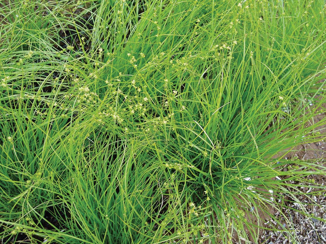 Carex rosea Rosy Sedge