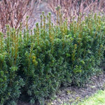 Taxus x media Rising Star Oene Rising Star Yew