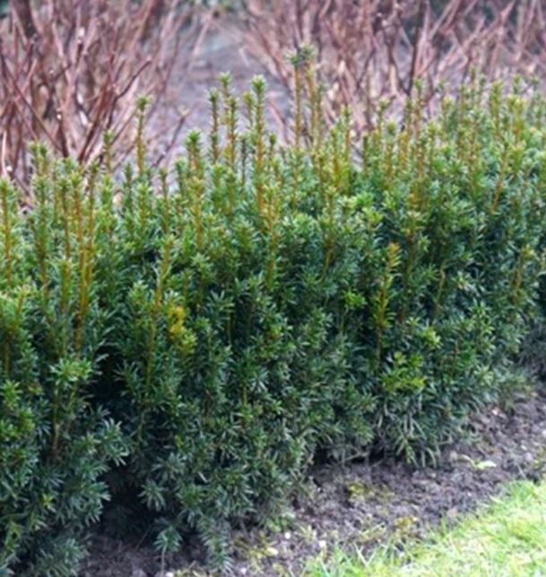 Taxus x media Rising Star Oene Rising Star Yew