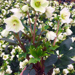Helleborus x Ice n' Roses White 28,293 Lenten Rose