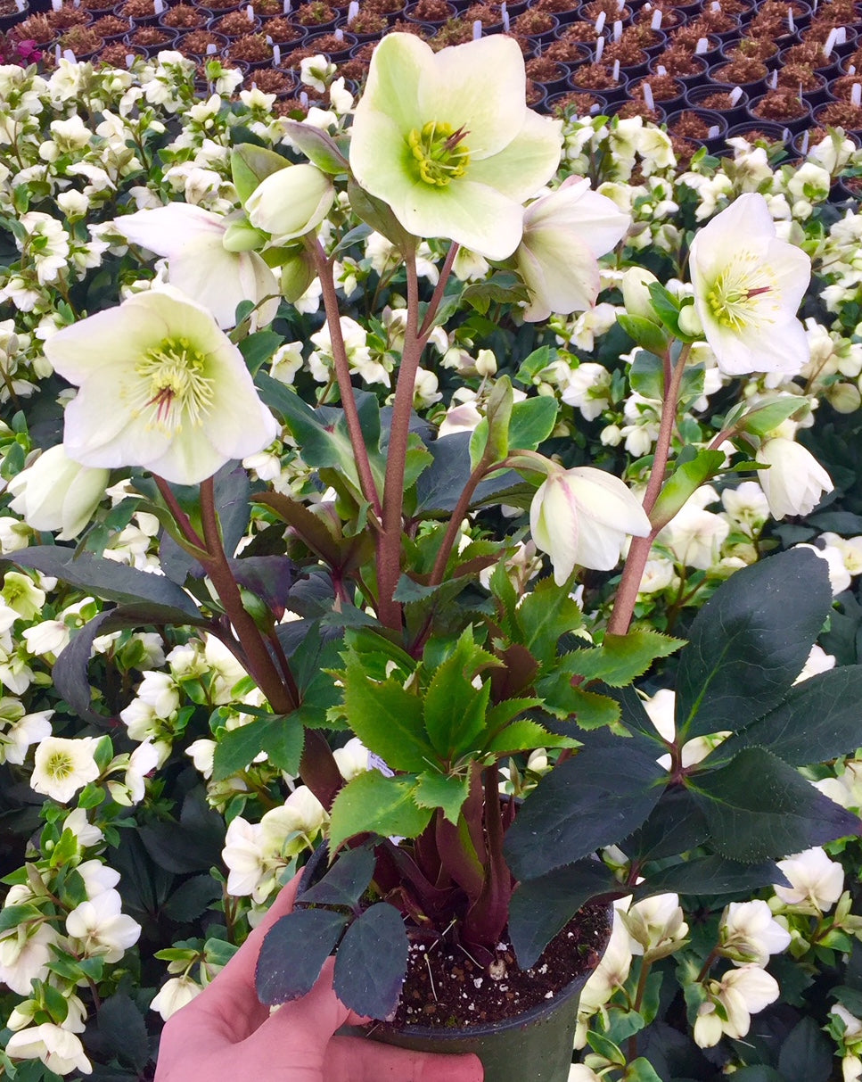 Helleborus x Ice n' Roses White 28,293 Lenten Rose