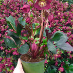 Helleborus x Ice n' Roses Red 28,296 Red Lenten Rose