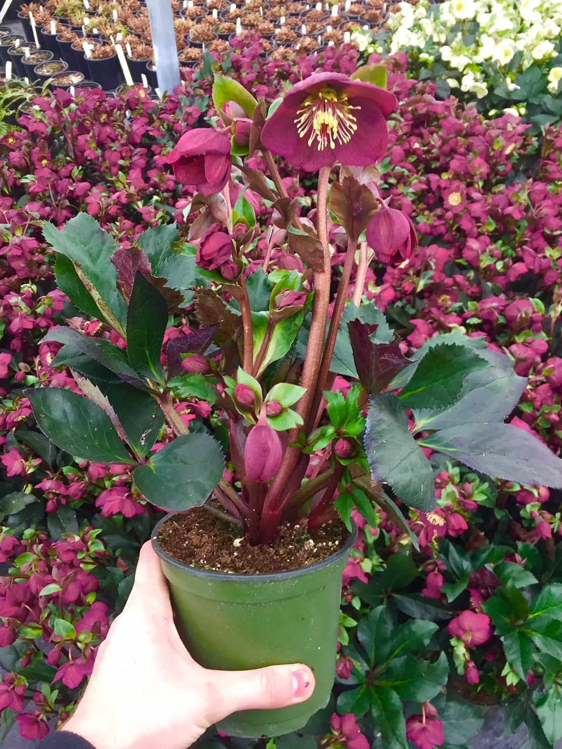 Helleborus x Ice n' Roses Red 28,296 Red Lenten Rose