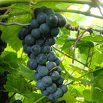Grape Baco Noir Grape