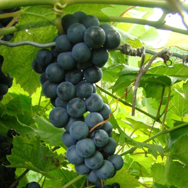 Grape Baco Noir Grape