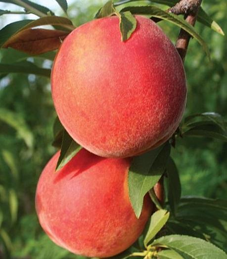 Flamin’ Fury peaches — learn about our PF Big George variety