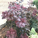 Cotinus coggygria Velveteeny Cotsidh5 Velveteeny Compact Smokebush