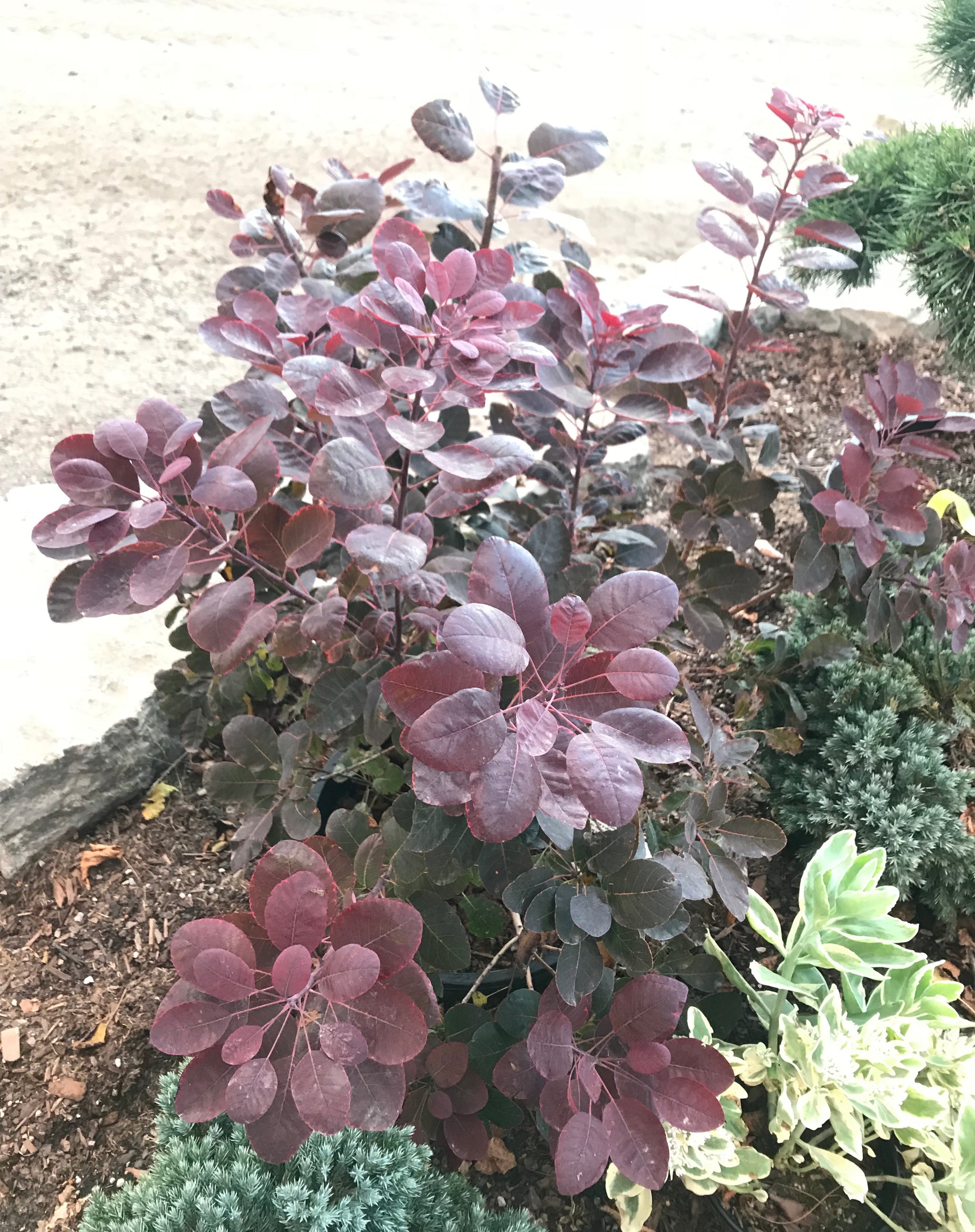 Cotinus coggygria Velveteeny Cotsidh5 Velveteeny Compact Smokebush