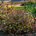 Diervilla splendens Nightglow El Madrigal PP28060, CPBR5626 Nightglow Bush Honeysuckle