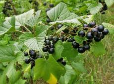 Ribes americanum Wild Black Currant
