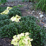 Ajuga tenorii Chocolate Chip Valfredda Chocolate Chip Bugleweed