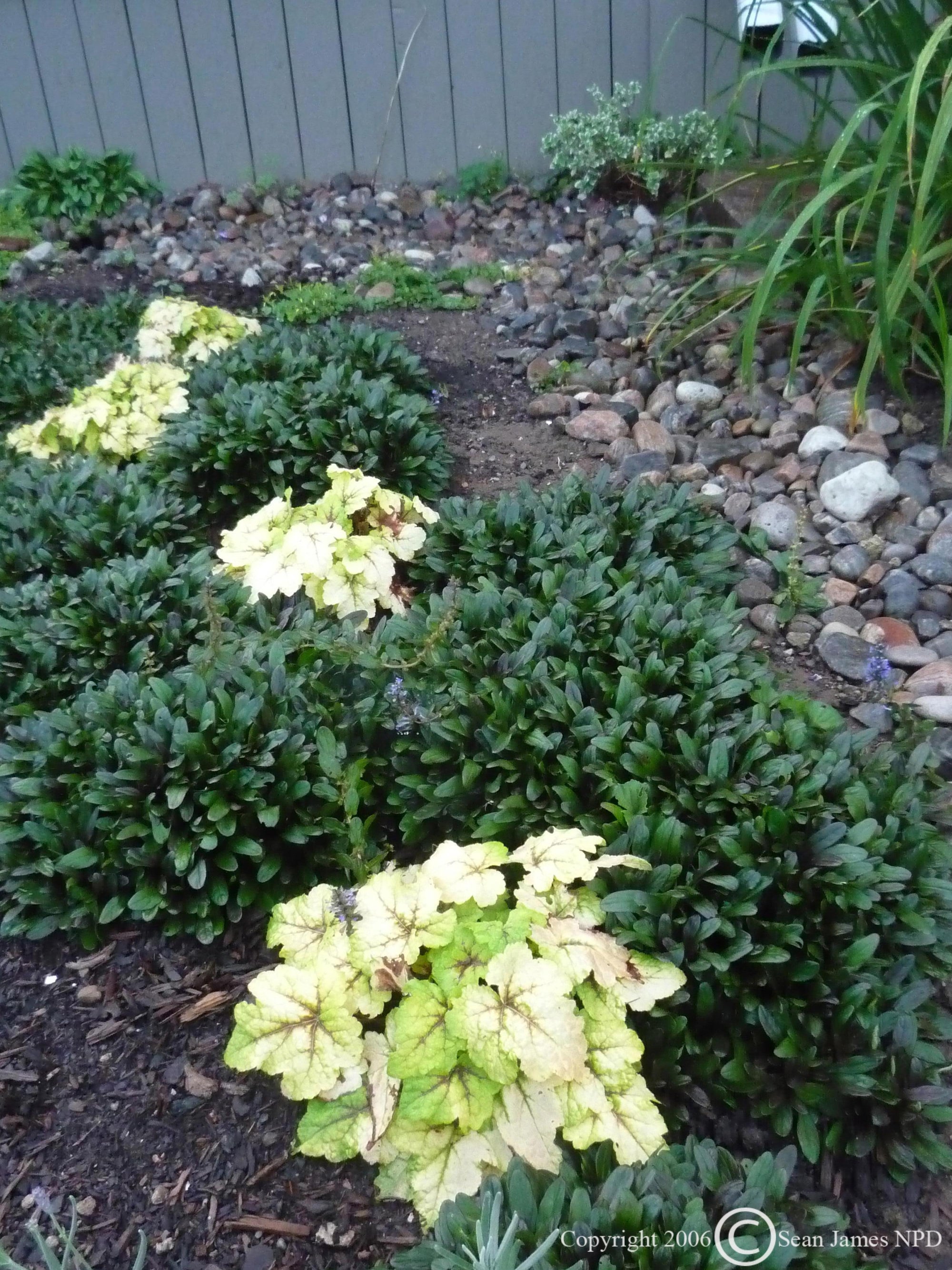 Ajuga tenorii Chocolate Chip Valfredda Chocolate Chip Bugleweed