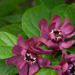 Calycanthus x raulstonii Hartlage Wine Hartlage Wine Carolina Allspice