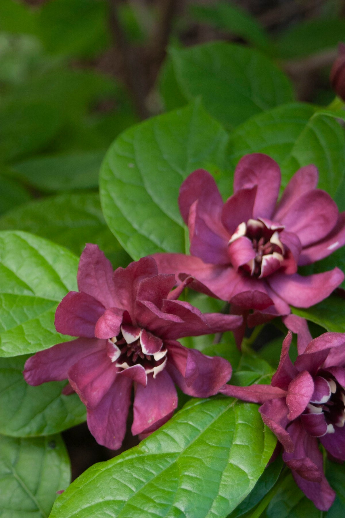 Calycanthus x raulstonii Hartlage Wine Hartlage Wine Carolina Allspice