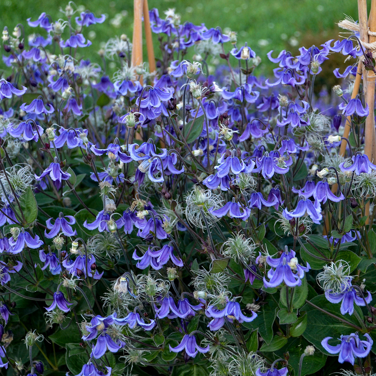 Clematis Stand By Me PP30556, CPBRAF Stand By Me Bush Clematis