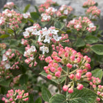 Viburnum carlesii Compactum Koreanspice Viburnum
