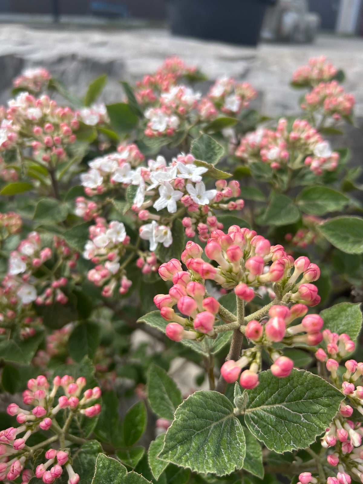 Viburnum carlesii Compactum Koreanspice Viburnum