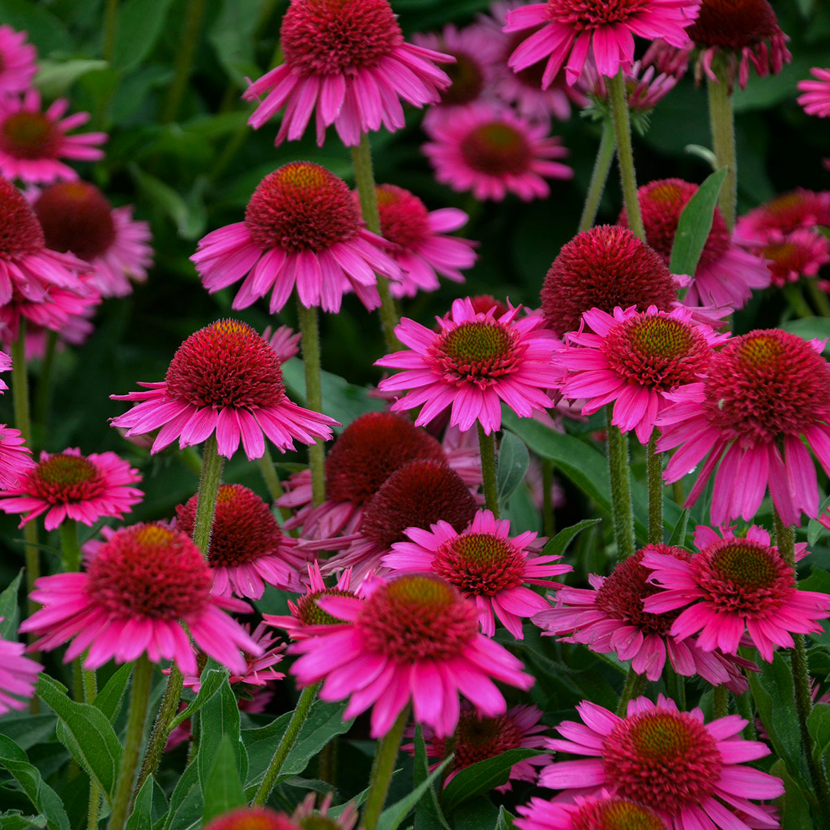 Echinacea x Delicious Candy PPAF  Delicious Candy Coneflower