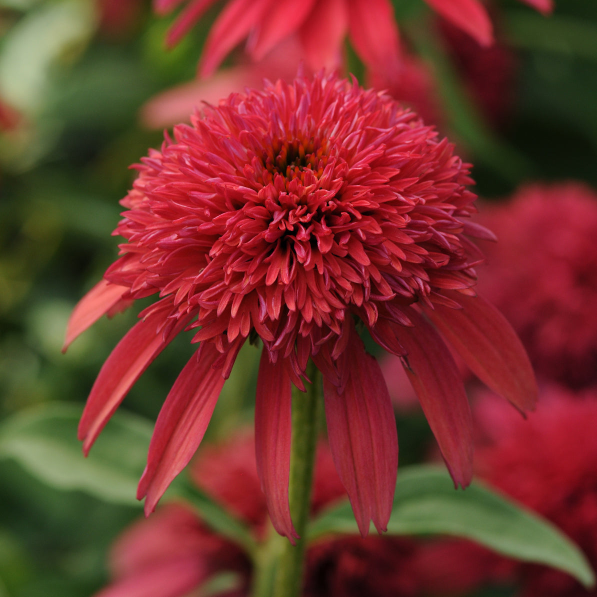 Echinacea x Double Scoop Cranberry Balscanery PP24769, US7,982,110 Cranberry Coneflower