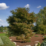Acer palmatum Kamagata Eagle's Claw Japanese Maple