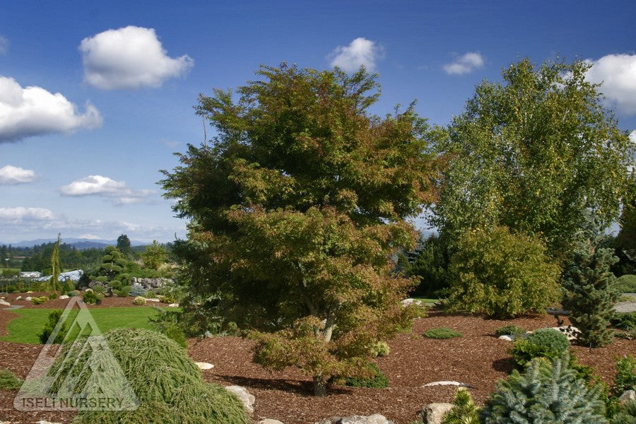 Acer palmatum Kamagata Eagle's Claw Japanese Maple