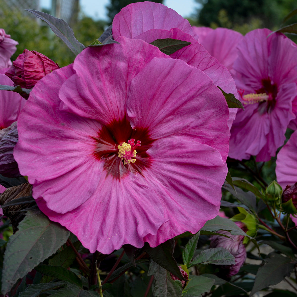 Hibiscus x Berry Awesome PP27936 Berry Awesome Rose Mallow