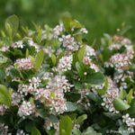 Aronia x Low Scape Mound UCONNAM165 PP28789 Low Scape Mound Chokeberry