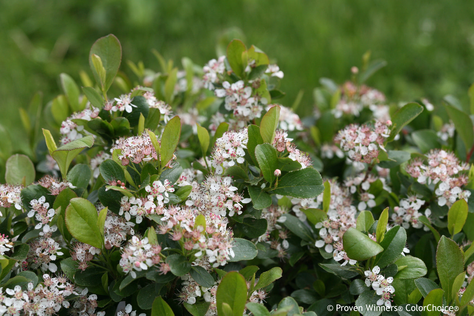 Aronia x Low Scape Mound UCONNAM165 PP28789 Low Scape Mound Chokeberry