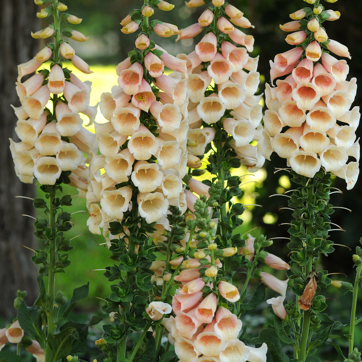 Digitalis purpurea Dalmatian Peach Foxglove
