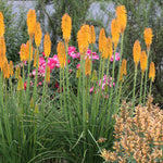 Kniphofia x Mango Popsicle PP22968 Red Hot Poker