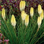 Kniphofia x Pineapple Popsicle PP22969 Red Hot Poker
