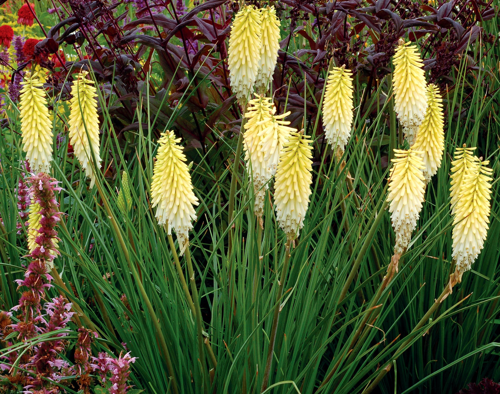 Kniphofia x Pineapple Popsicle PP22969 Red Hot Poker