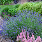 Lavandula x intermedia Phenomenal Niko PP24193 Phenomenal Fat Spike Lavender
