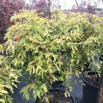 Metasequoia glyptostroboides Northlight Schirrmann's Nordlicht Northlight Dawn Redwood
