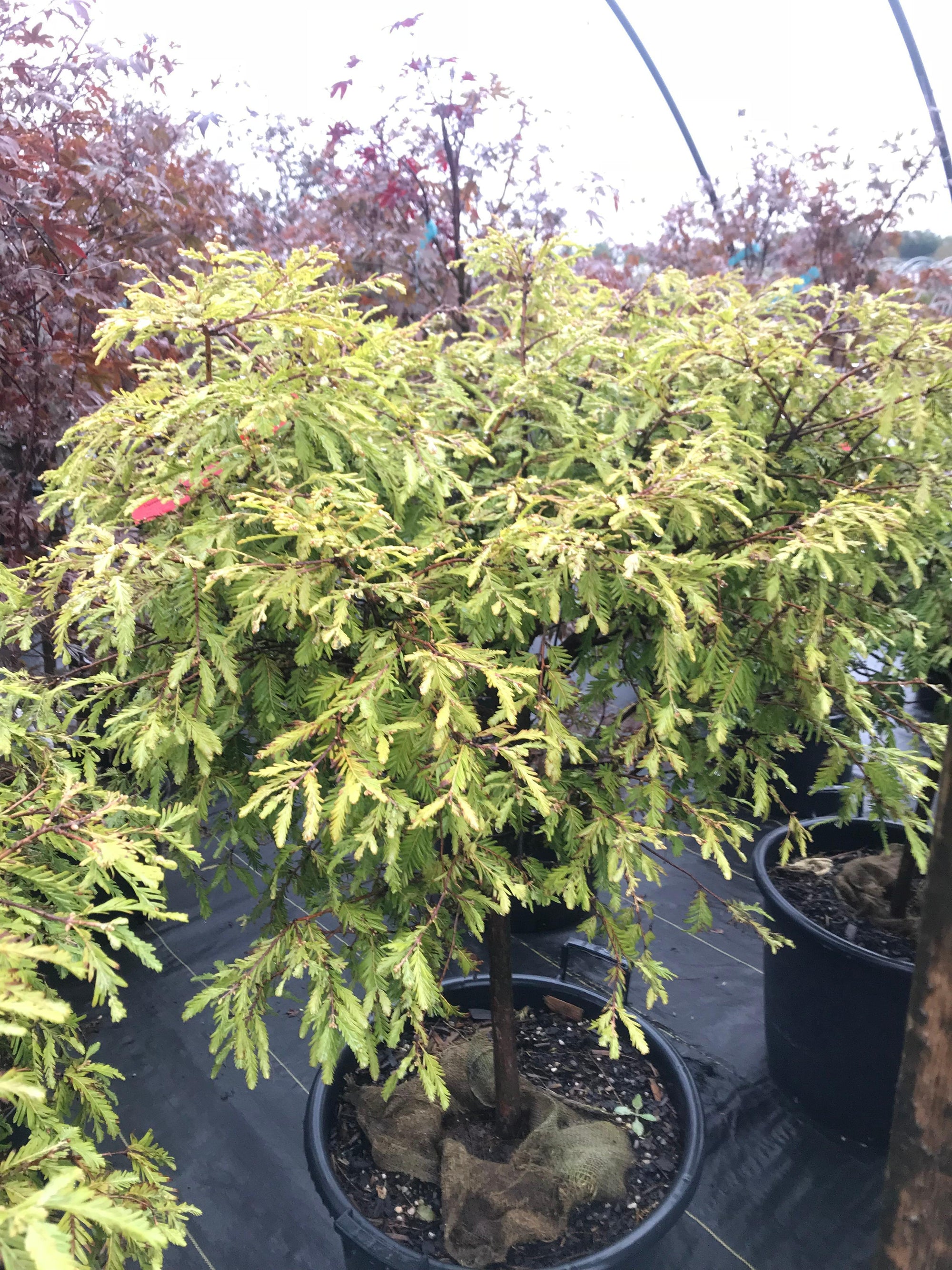 Metasequoia glyptostroboides Northlight Schirrmann's Nordlicht Northlight Dawn Redwood