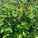Origanum laevigatum Rosenkuppel Ornamental Oregano