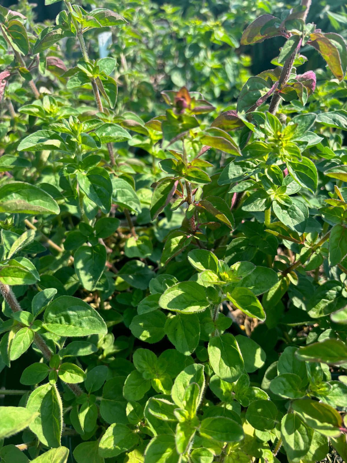 Origanum laevigatum Rosenkuppel Ornamental Oregano