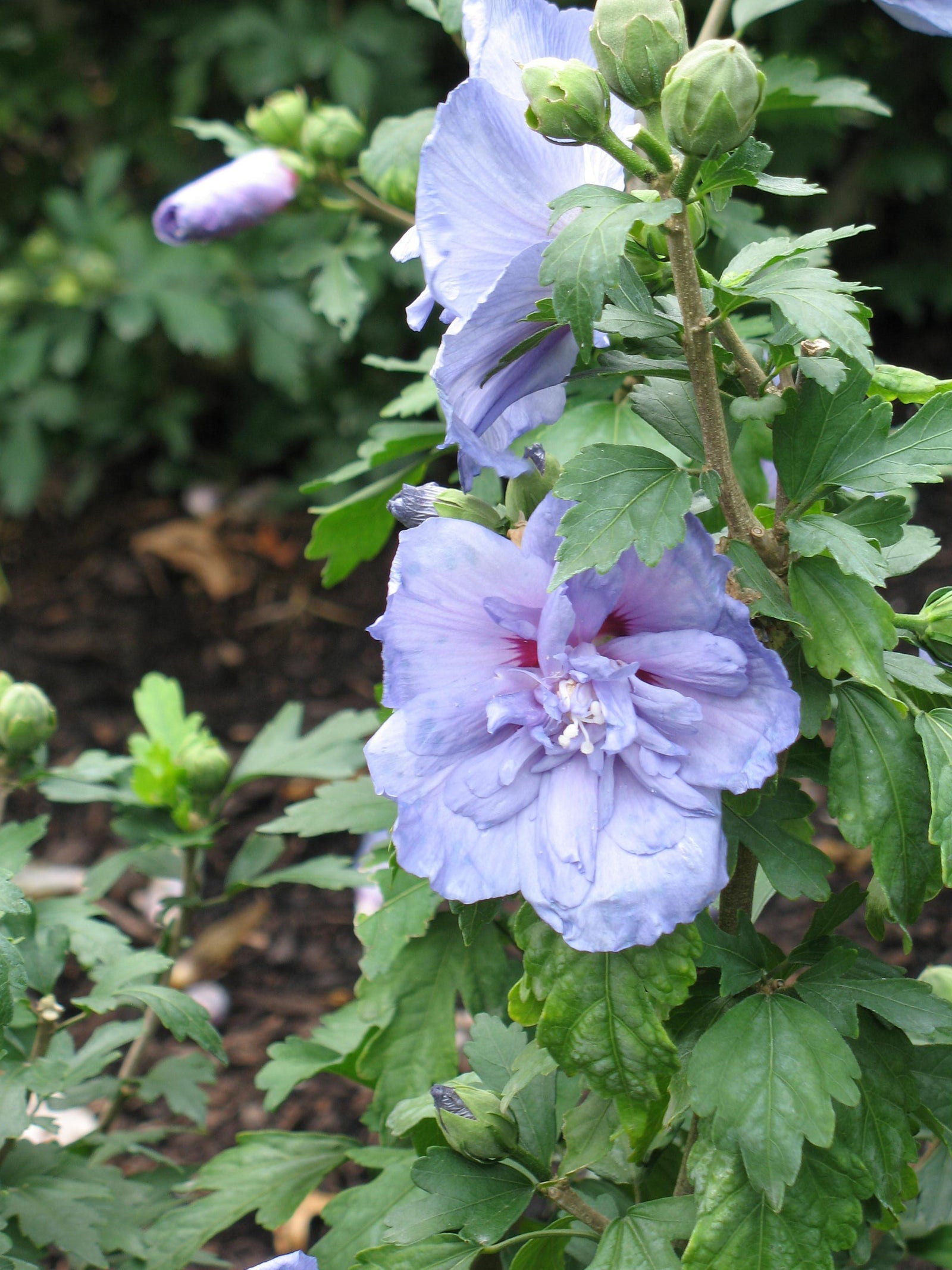 Hibiscus syriacus Blue Chiffon Notwoodthree PP20574 Blue Chiffon Rose of Sharon