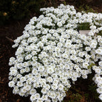 Iberis sempervirens Snowflake Candytuft