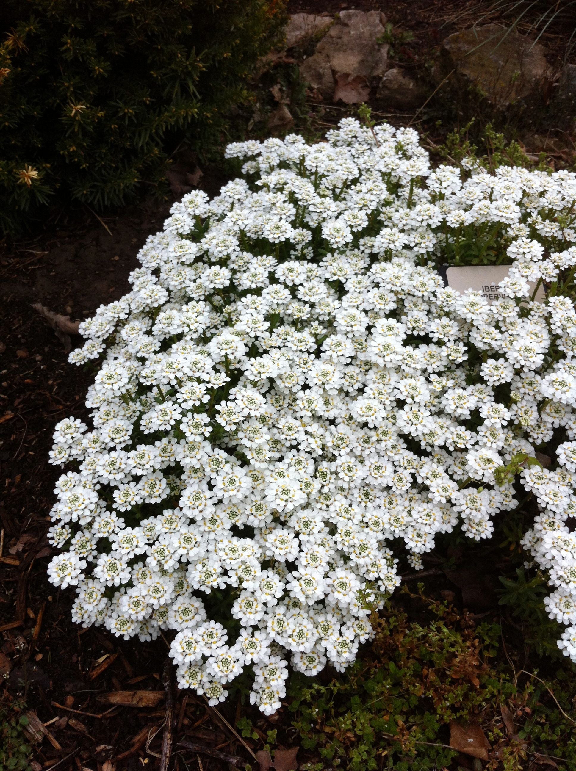 Iberis sempervirens Snowflake Candytuft
