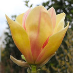 Magnolia x Sunsation PP20748 Sunsation Magnolia