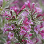 Weigela florida My Monet Purple Effect Verweig8 PPAF, CPBRAF My Monet Purple Effect Weigela