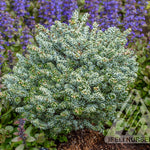 Abies koreana Ice Breaker Miniature Korean Fir