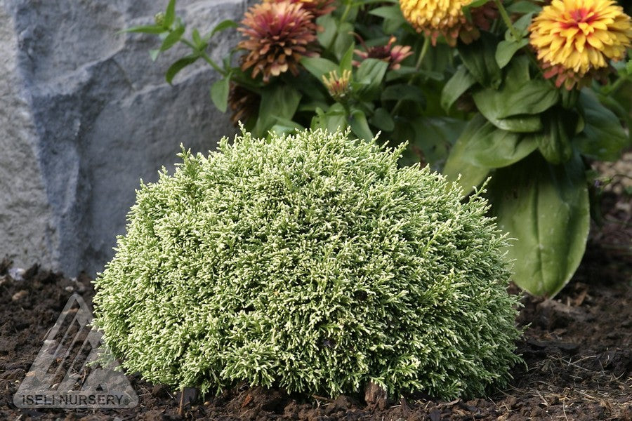 Chamaecyparis pisifera White Pygmy White Pygmy Sawara Cypress