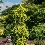 Picea abies Gold Drift Gold Drift Norway Spruce