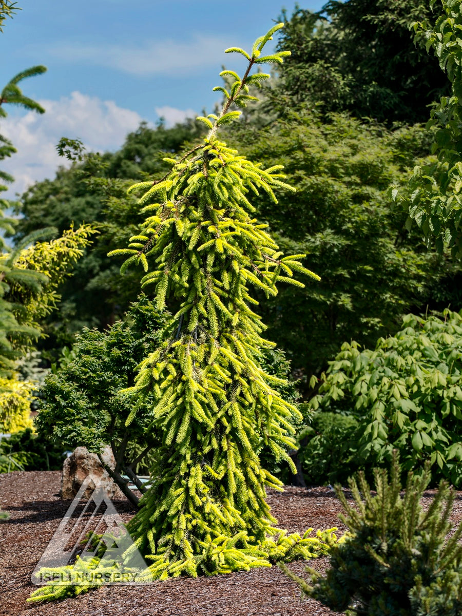 Picea abies Gold Drift Gold Drift Norway Spruce