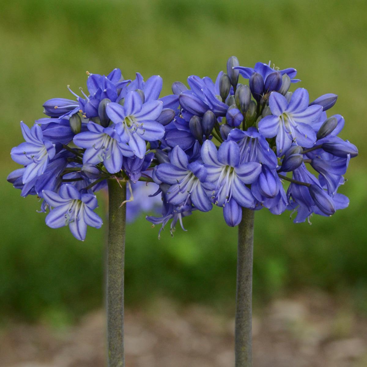 Agapanthus x Galaxy Blue PP31421 Lily of the Nile