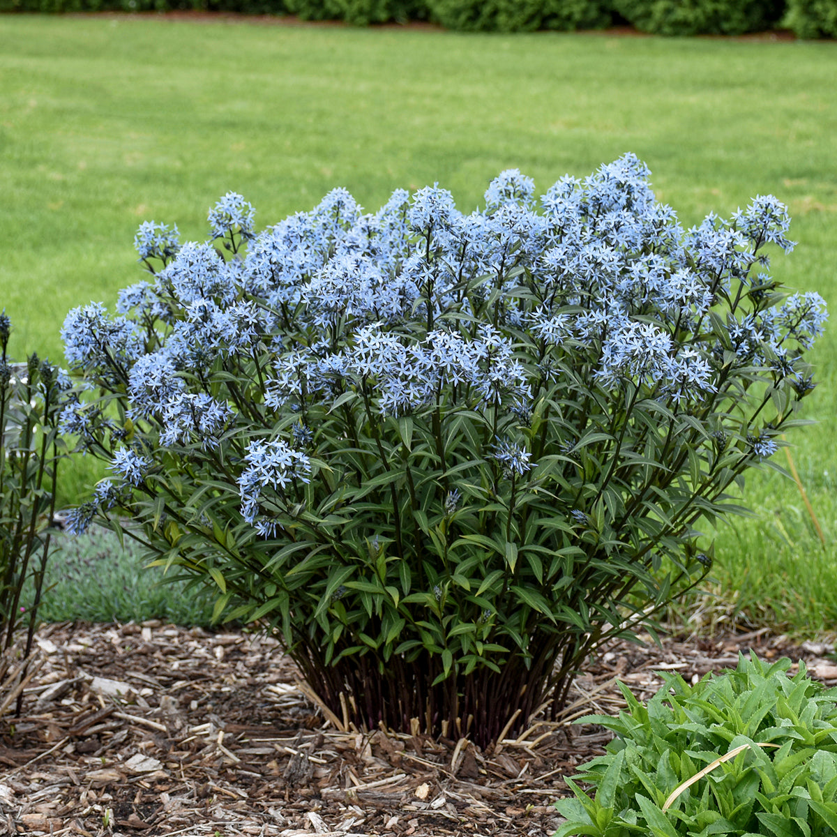 Amsonia tabernaemontana Storm Cloud Willow Amsonia