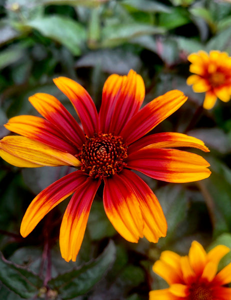 helianthus_annuus787様 生成りOX ブラックOX 26.5 helianthus_annuus787様 生成りOX ブラックOX 26.5 【公式通販】