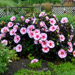 Hibiscus x Starry Starry Night PP27901 Rose Mallow